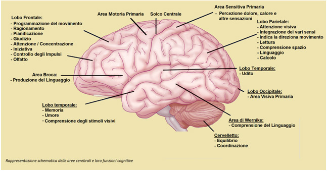 Cambiamenti neurocognitivi che occorrono con l'età